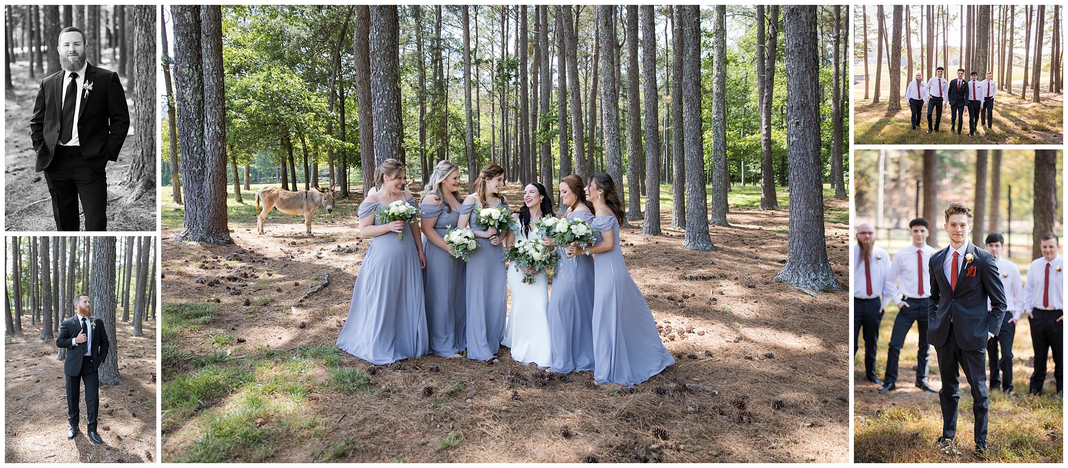 Swan Lake Overlook pine tree forest portraits